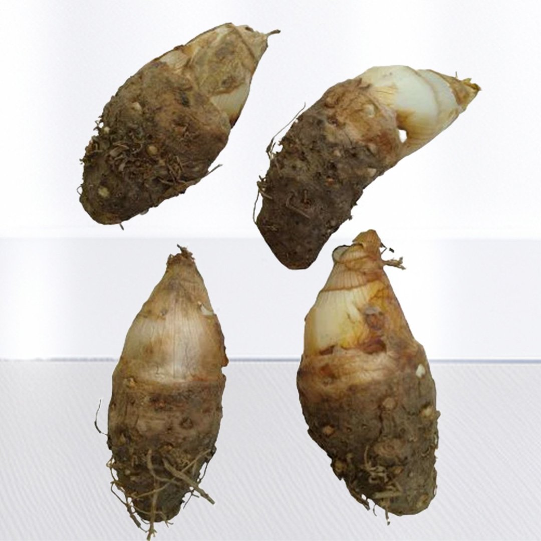 Rajnigandha Double Tuberose Bulbs